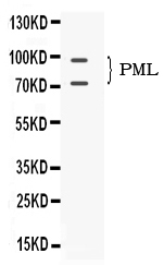 PML Antibody - Western blot - Anti-PML Protein Picoband Antibody