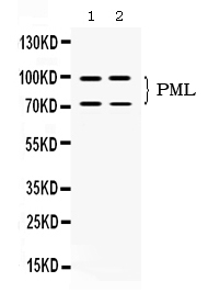 PML Antibody - Western blot - Anti-PML Protein Picoband Antibody