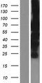 PML Protein - Western validation with an anti-DDK antibody * L: Control HEK293 lysate R: Over-expression lysate