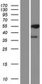 PML Protein - Western validation with an anti-DDK antibody * L: Control HEK293 lysate R: Over-expression lysate