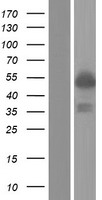 PML Protein - Western validation with an anti-DDK antibody * L: Control HEK293 lysate R: Over-expression lysate