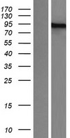 PML Protein - Western validation with an anti-DDK antibody * L: Control HEK293 lysate R: Over-expression lysate