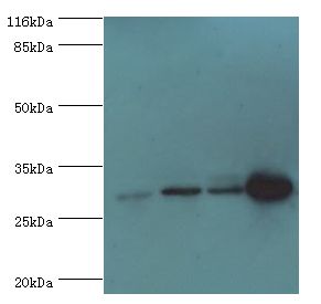 PMM1 Antibody - Western blot. All lanes: PMM1 antibody at 2 ug/ml. Lane 1: HepG2 whole cell lysate Lane 2: NIH3T3 whole cell lysate Lane 3: 293T whole cell lysate Lane 4: mouse brain tissue. Secondary antibody: goat polyclonal to rabbit at 1:10000 dilution.  This image was taken for the unconjugated form of this product. Other forms have not been tested.