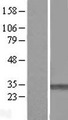 PMM1 Protein - Western validation with an anti-DDK antibody * L: Control HEK293 lysate R: Over-expression lysate