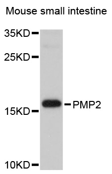 PMP2 / FABP8 Antibody - Western blot analysis of extracts of Mouse small intestine cells.