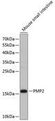 PMP2 / FABP8 Antibody - Western blot analysis of extracts of mouse small intestine using PMP2 Polyclonal Antibody at dilution of 1:1000.