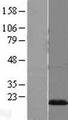 PMP2 / FABP8 Protein - Western validation with an anti-DDK antibody * L: Control HEK293 lysate R: Over-expression lysate