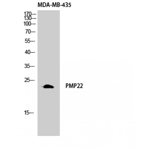 PMP22 Antibody - Western blot of GAS3 antibody