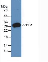 PMP22 Antibody - Western Blot; Sample: Recombinant PMP22, Human.