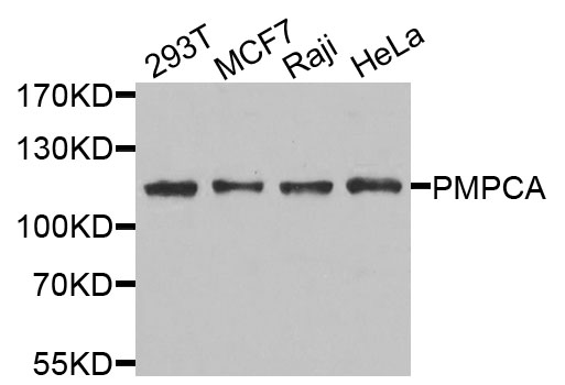 PMPCA Antibody - Western blot analysis of extracts of various cells.