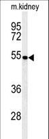 PMPCB / MPP11 Antibody - Western blot of PMPCB Antibody in mouse kidney tissue lysates (35 ug/lane). PMPCB (arrow) was detected using the purified antibody.