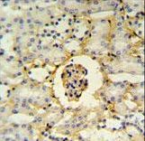 PMPCB / MPP11 Antibody - PMPCB Antibody IHC of formalin-fixed and paraffin-embedded mouse kidney tissue followed by peroxidase-conjugated secondary antibody and DAB staining.