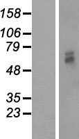 PMPCB / MPP11 Protein - Western validation with an anti-DDK antibody * L: Control HEK293 lysate R: Over-expression lysate