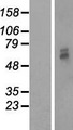PMPCB / MPP11 Protein - Western validation with an anti-DDK antibody * L: Control HEK293 lysate R: Over-expression lysate