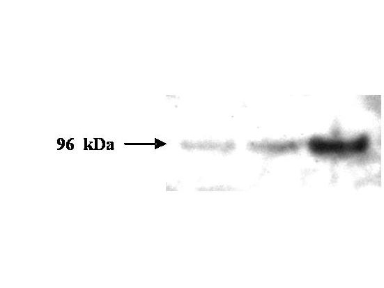 PMS2 Antibody - Anti-PMS2 Antibody - Western Blot. Western blot analysis is shown using Protein A Purified Mouse Monoclonal Anti-PMS2 antibody to detect human PMS2 protein present in H157 cell lysates. Approximately 5,10 and 30 ug of cell lysate was loaded on a 4-12% NuPage SDS-PAGE gel using MES buffer. The blot was incubated with a 1:1000 dilution of the antibody at room temperature followed by washing. A 1:20000 dilution of HRP conjugated Gt-anti-Mouse IgG preceded color development using Pierce Chemicals SuperSignal substrate. Comparison to a molecular weight marker (not shown) indicates a single band of ~96.0 kD corresponding to the expected molecular weight for human PMS2 protein. Other detection systems will yield similar results. Personal communication Morphotek Inc.