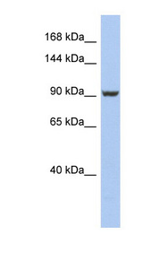 PMS2 Antibody - PMS2 antibody Western blot of HepG2 cell lysate. This image was taken for the unconjugated form of this product. Other forms have not been tested.