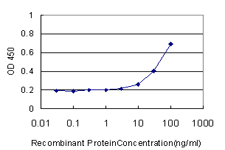 PMS2 Antibody - Detection limit for recombinant GST tagged PMS2 is approximately 3 ng/ml as a capture antibody.