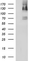 PMS2 Antibody - HEK293T cells were transfected with the pCMV6-ENTRY control (Left lane) or pCMV6-ENTRY PMS2 (Right lane) cDNA for 48 hrs and lysed. Equivalent amounts of cell lysates (5 ug per lane) were separated by SDS-PAGE and immunoblotted with anti-PMS2.
