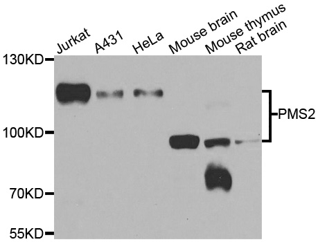 PMS2 Antibody - Western blot analysis of extracts of various cell lines.