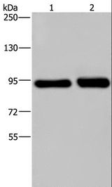 PMS2 Antibody - Western blot analysis of HeLa and A431 cell, using PMS2 Polyclonal Antibody at dilution of 1:200.