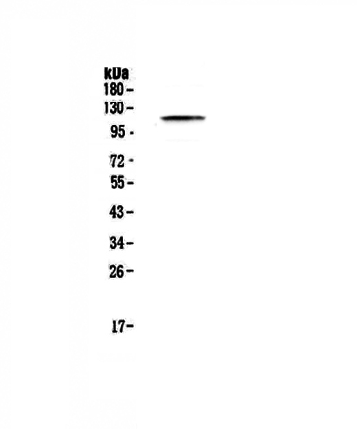 PMS2 Antibody - Western blot - Anti-PMS2 antibody