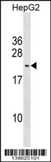 PMS2L3 Antibody - PMS2L5 Antibody (C-term) western blot analysis in HepG2 cell line lysates (35ug/lane).This demonstrates the PMS2L5 antibody detected the PMS2L5 protein (arrow).