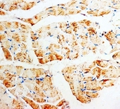 PMVK Antibody - IHC-P: PMVK antibody testing of rat skeletal muscle tissue