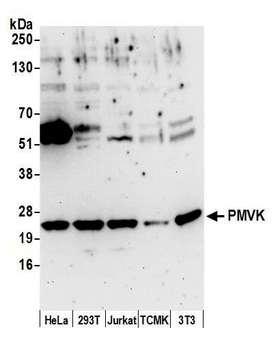 PMVK Antibody - Detection of human and mouse PMVK by western blot. Samples: Whole cell lysate (50 µg) from HeLa, HEK293T, Jurkat, mouse TCMK-1, and mouse NIH 3T3 cells prepared using NETN lysis buffer. Antibody: Affinity purified rabbit anti-PMVK antibody used for WB at 1:1000. Detection: Chemiluminescence with an exposure time of 3 seconds.