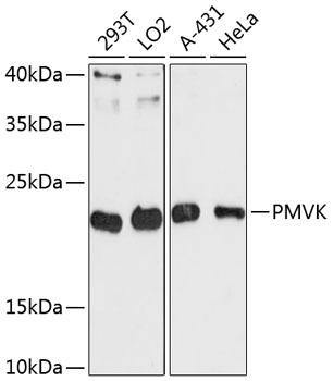 PMVK Antibody - Western blot analysis of extracts of various cell lines using PMVK Polyclonal Antibody at dilution of 1:3000.