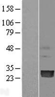 PMVK Protein - Western validation with an anti-DDK antibody * L: Control HEK293 lysate R: Over-expression lysate