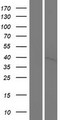 PNCK / CaMK1b Protein - Western validation with an anti-DDK antibody * L: Control HEK293 lysate R: Over-expression lysate