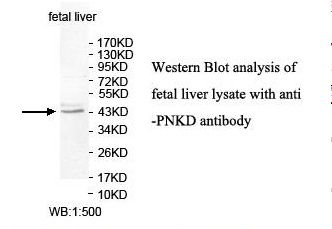 PNKD Antibody