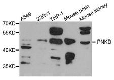 PNKD Antibody - Western blot blot of extract of various cells, using PNKD antibody.