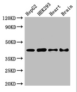 PNKD Antibody - Positive WB detected in:HepG2 whole cell lysate,HEK293 whole cell lysate,Mouse heart tissue,Mouse brain tissue;All lanes:PNKD antibody at 2.8ug/ml;Secondary;Goat polyclonal to rabbit IgG at 1/50000 dilution;Predicted band size: 43,16,41,37 kDa;Observed band size: 43 kDa;