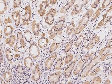 PNKD Antibody - Immunochemical staining of human PNKD in human stomach with rabbit polyclonal antibody at 1:200 dilution, formalin-fixed paraffin embedded sections.