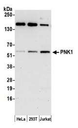 PNKP Antibody - Detection of human PNK1 by western blot. Samples: Whole cell lysate (50 µg) from HeLa, HEK293T, and Jurkat cells prepared using NETN lysis buffer. Antibody: Affinity purified rabbit anti-PNK1 antibody used for WB at 0.1 µg/ml. Detection: Chemiluminescence with an exposure time of 30 seconds.
