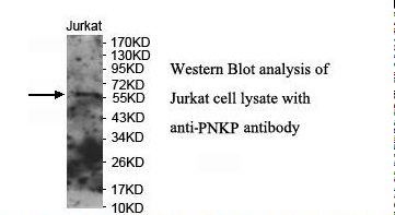 PNKP Antibody