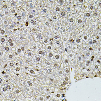 PNKP Antibody - Immunohistochemistry of paraffin-embedded mouse liver tissue.