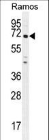 PNLDC1 Antibody - PNLDC1 Antibody western blot of Ramos cell line lysates (35 ug/lane). The PNLDC1 antibody detected the PNLDC1 protein (arrow).