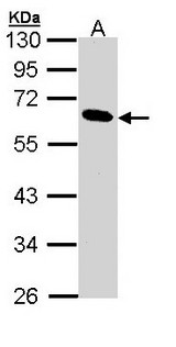 PNLIP / PL / Pancreatic Lipase Antibody - Sample (30 ug of whole cell lysate). A:293T. 10% SDS PAGE. PNLIP / Pancreatic Lipase antibody diluted at 1:1000
