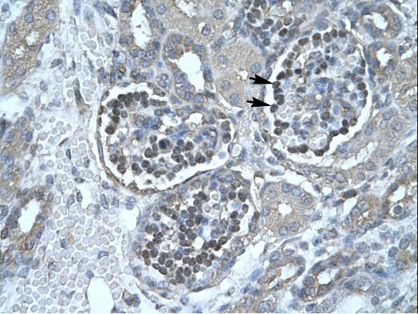 PNLIP / PL / Pancreatic Lipase Antibody - PNLIP / Pancreatic Lipase antibody ARP33852_T100-NP_000927-PNLIP (pancreatic lipase) Antibody was used in IHC to stain formalin-fixed, paraffin-embedded human kidney.  This image was taken for the unconjugated form of this product. Other forms have not been tested.