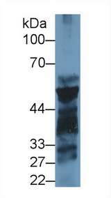 PNLIP / PL / Pancreatic Lipase Antibody - Western Blot; Sample: Mouse Pancreas lysate; Primary Ab: 1µg/ml Rabbit Anti-Rat PL Antibody Second Ab: 0.2µg/mL HRP-Linked Caprine Anti-Rabbit IgG Polyclonal Antibody