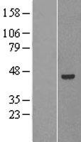 PNLIPRP2 Protein - Western validation with an anti-DDK antibody * L: Control HEK293 lysate R: Over-expression lysate
