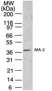 PNMA2 / MA2 Antibody - Western blot of Ma2 in SK-N-SH cell lysate using antibody at 1:500.