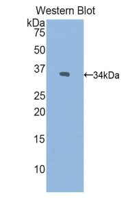 PNMA2 / MA2 Antibody - Western blot of recombinant PNMA2 / MA2.  This image was taken for the unconjugated form of this product. Other forms have not been tested.