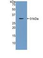 PNMA2 / MA2 Antibody - Western Blot; Sample: Recombinant PNMA2, Rat.