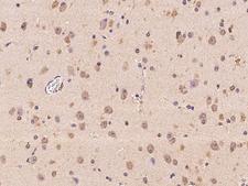 PNMA2 / MA2 Antibody - Immunochemical staining of human PNMA2 in human brain with rabbit polyclonal antibody at 1:100 dilution, formalin-fixed paraffin embedded sections.