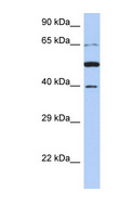 PNMA3 Antibody - PNMA3 antibody Western blot of 721_B cell lysate. This image was taken for the unconjugated form of this product. Other forms have not been tested.