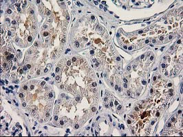 PNMA3 Antibody - IHC of paraffin-embedded Human Kidney tissue using anti-PNMA3 mouse monoclonal antibody. (Heat-induced epitope retrieval by 10mM citric buffer, pH6.0, 100C for 10min).