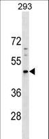 PNMA5 Antibody - PNMA5 Antibody western blot of 293 cell line lysates (35 ug/lane). The PNMA5 antibody detected the PNMA5 protein (arrow).